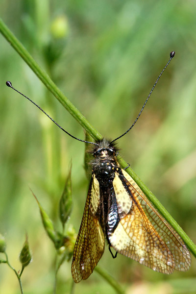 DSC_6897.jpg