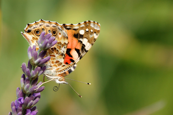 DSC_7226.jpg