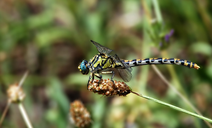 DSC_7947.jpg