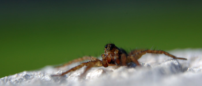 DSC_0398.jpg