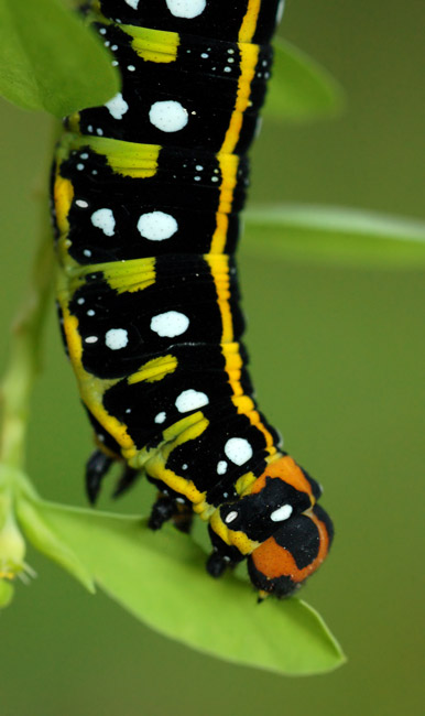 DSC_0171.jpg