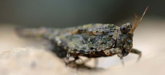 DSC_6515.jpg
