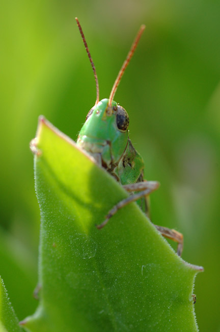 DSC_7666.jpg