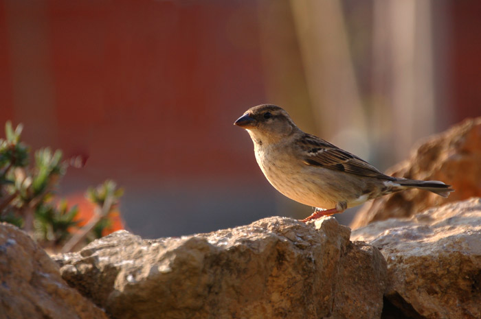 DSC_4417.jpg