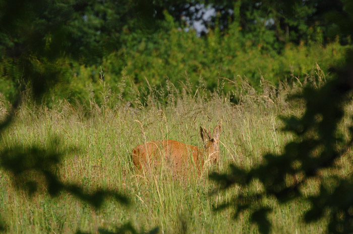 DSC_5793.jpg
