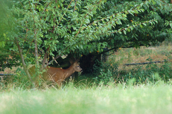 DSC_9195.jpg