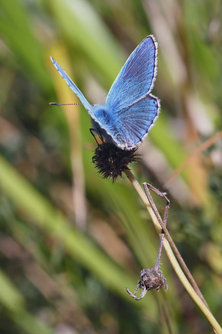 DSC_9099.jpg