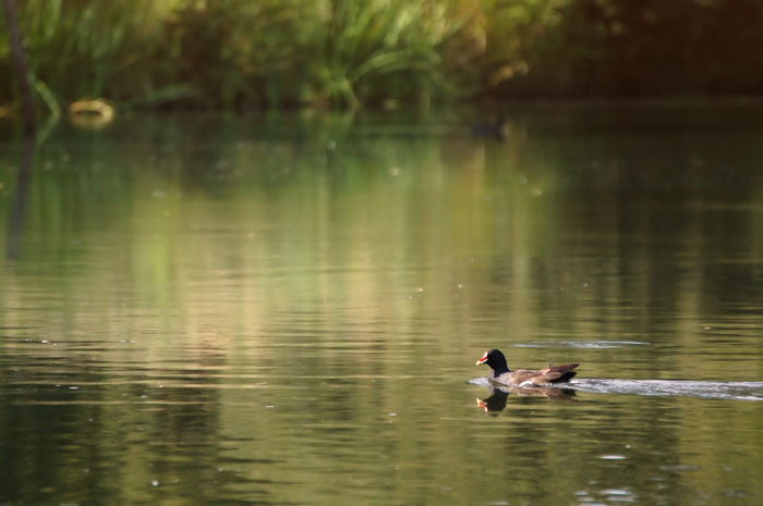 DSC_4313.jpg