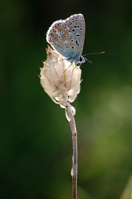 DSC_4585.jpg