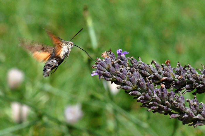 DSC_4747.jpg