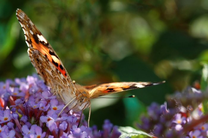 DSC_4950.jpg