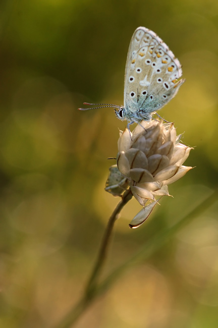 DSC_5233.jpg