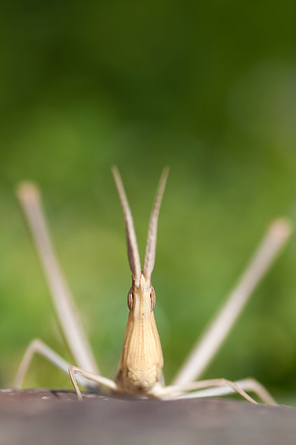 vgrignote015.jpg