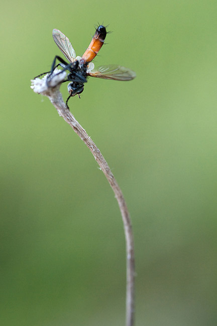 vvolant005.jpg