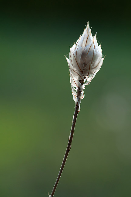 v-DSC_4346.jpg