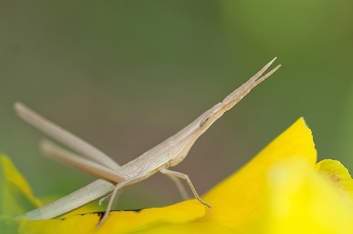 h-DSC_1136.jpg